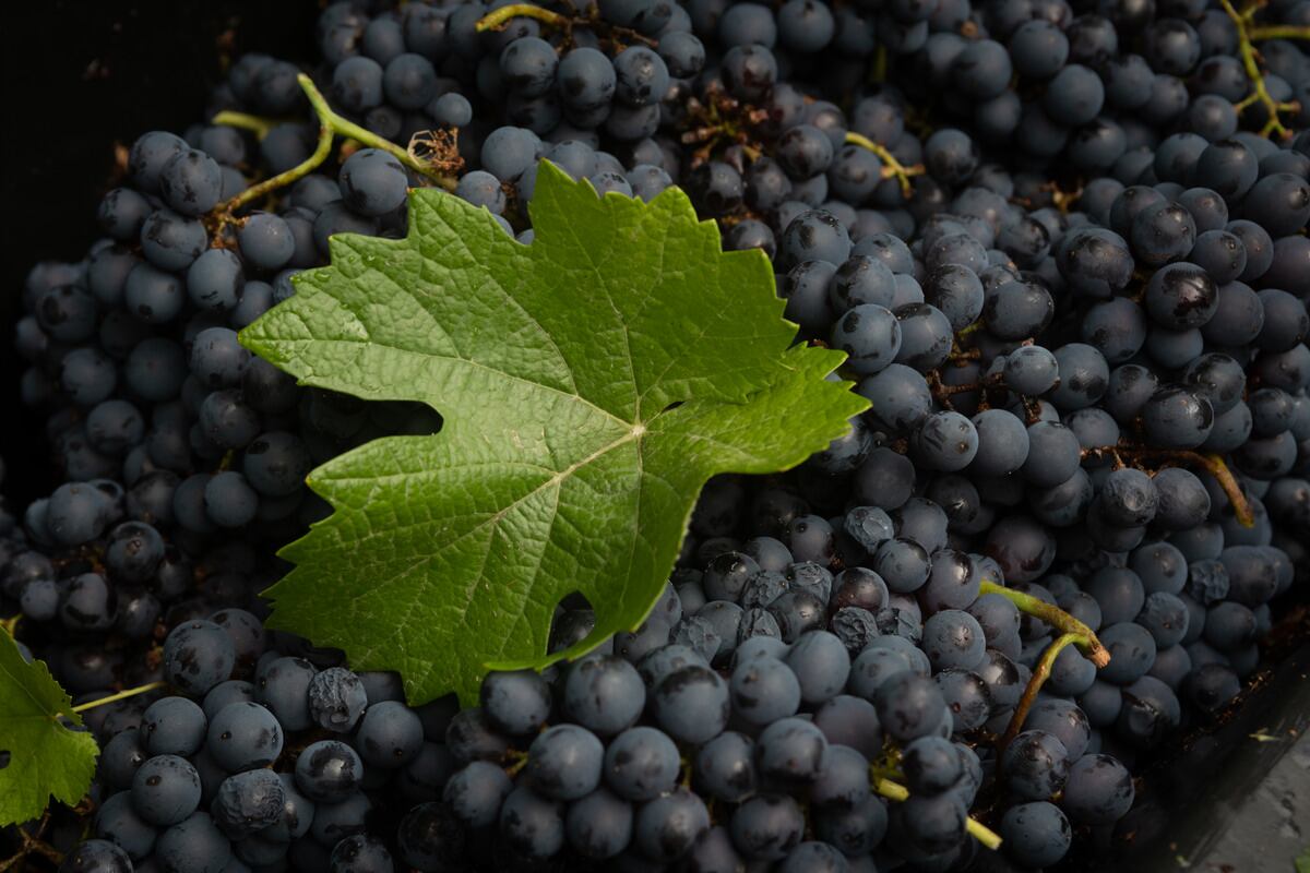 Cosecha Pinot Noir en Finca del Inca, Agrelo, Luján de Cuyo.