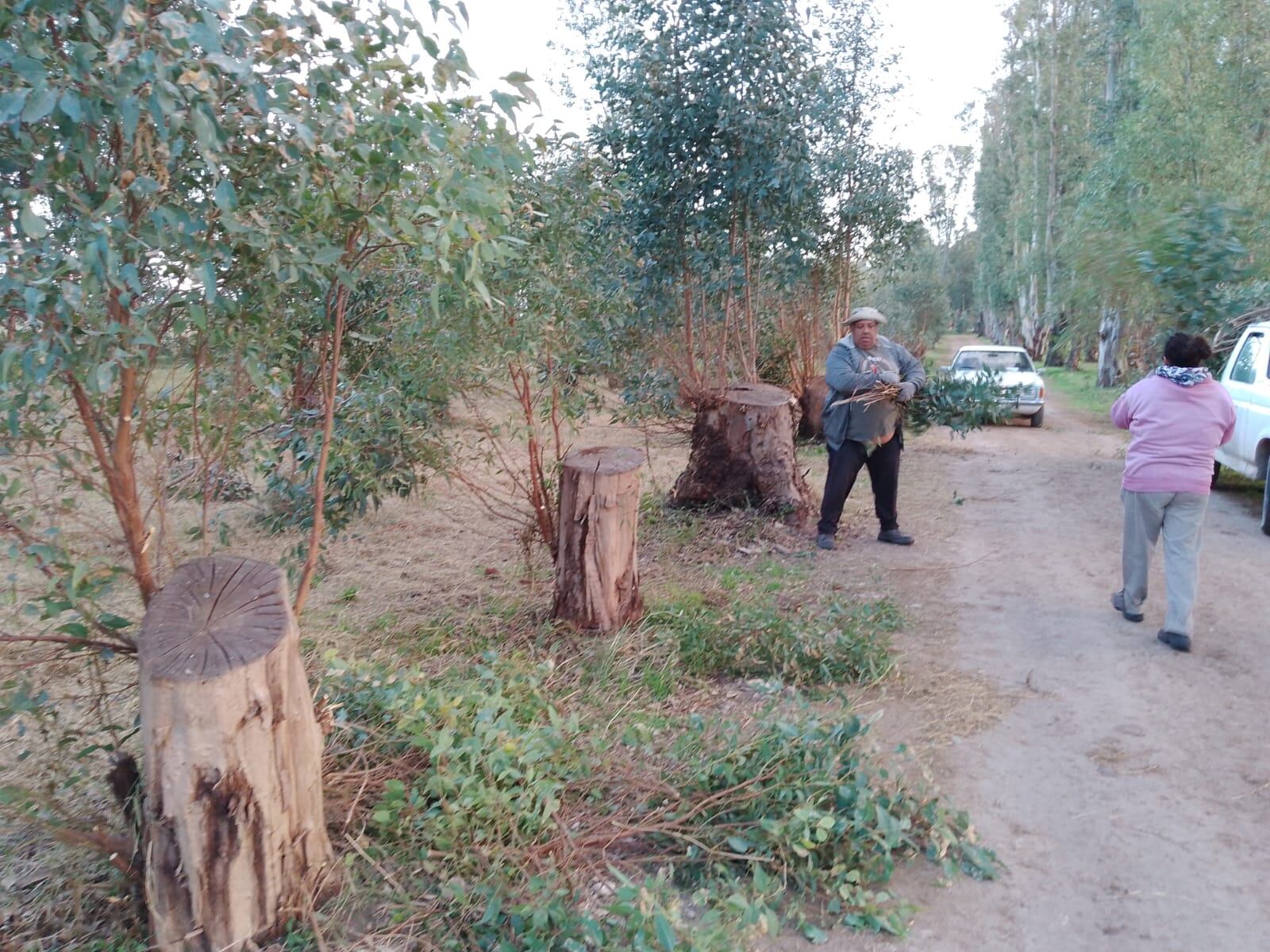 Trabajos de embellecimiento en el Parque Cabañas de Tres Arroyos