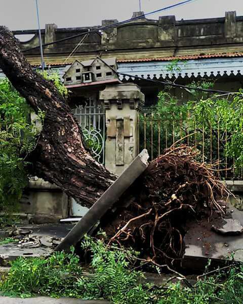 La casa de los pájaros, tras el tornado de. 1 de enero de 2017