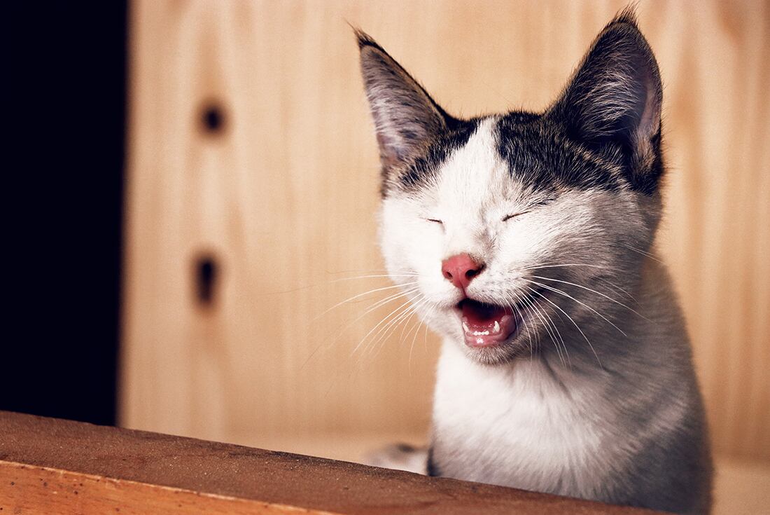 Los departamento harán celebraciones para festejar el Día del animal.