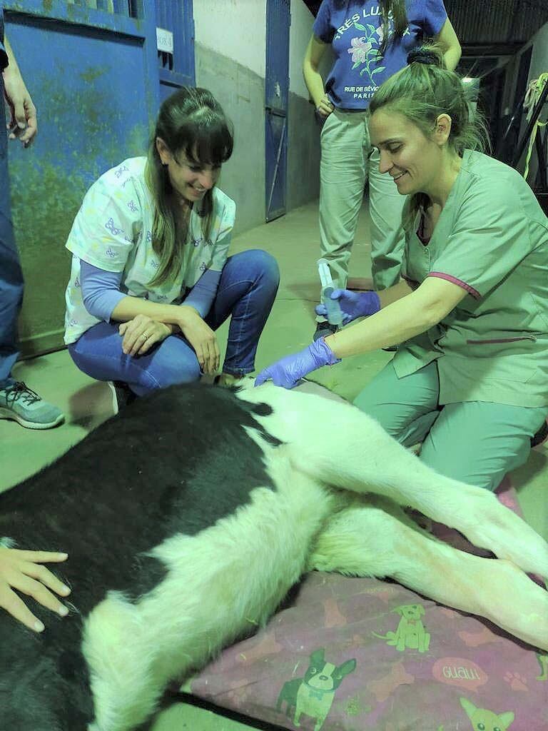 Río Cuarto. La ternera fue atendida por profesionales de la Universidad (Gentileza Facultad de Agronomía y Veterinaria).