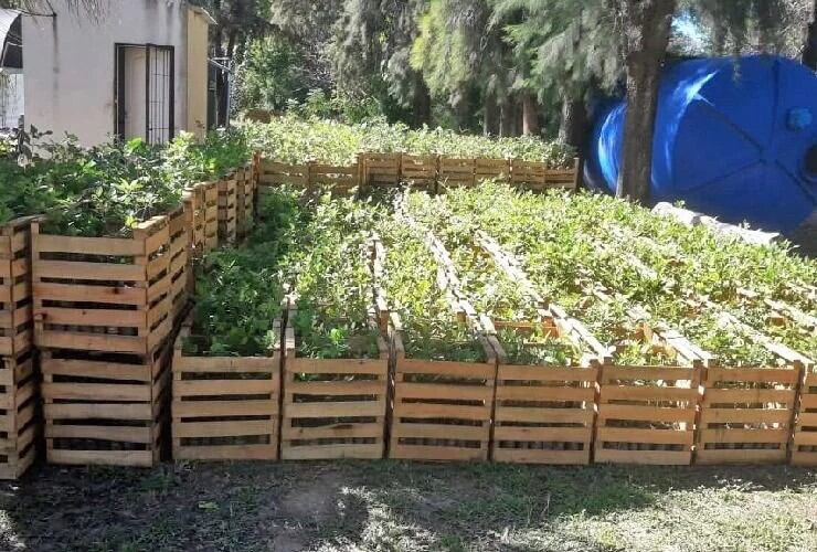 Plantas que llegarán a San Luis para su forestación.