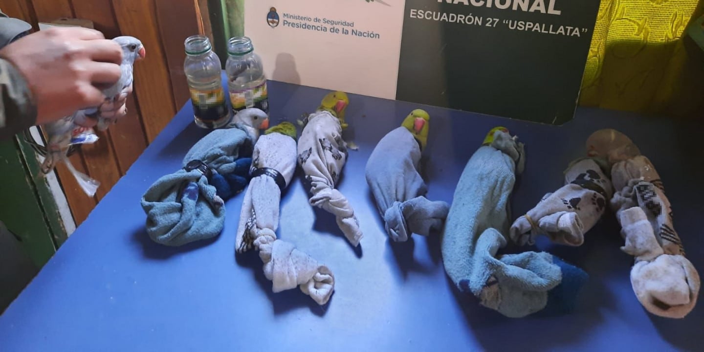 Mendocino quedó detenido por trasladar cotorras y peces en su auto y en malas condiciones.