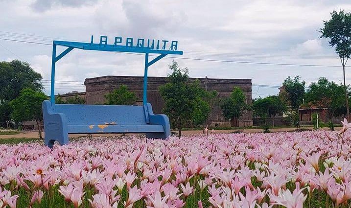 Cientos de azucenas florecen en La Paquita, localidad de Córdoba.