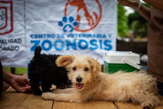 El Centro de Veterinaria y Zoonosis realizó más de 40 operativos en Eldorado.