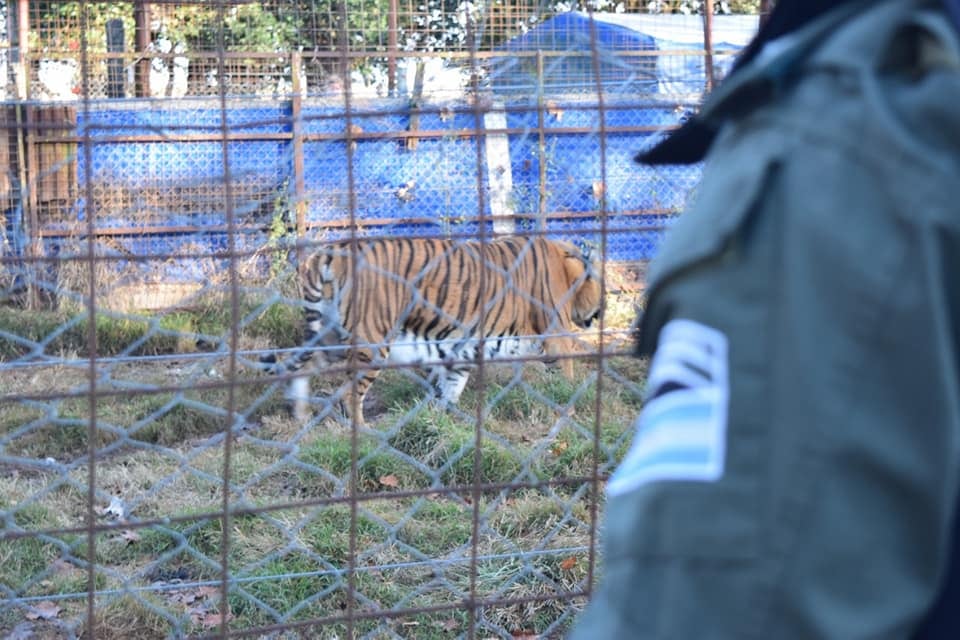 Rescataron un tigre de Bengala cautivo en un campo de Maggiolo.