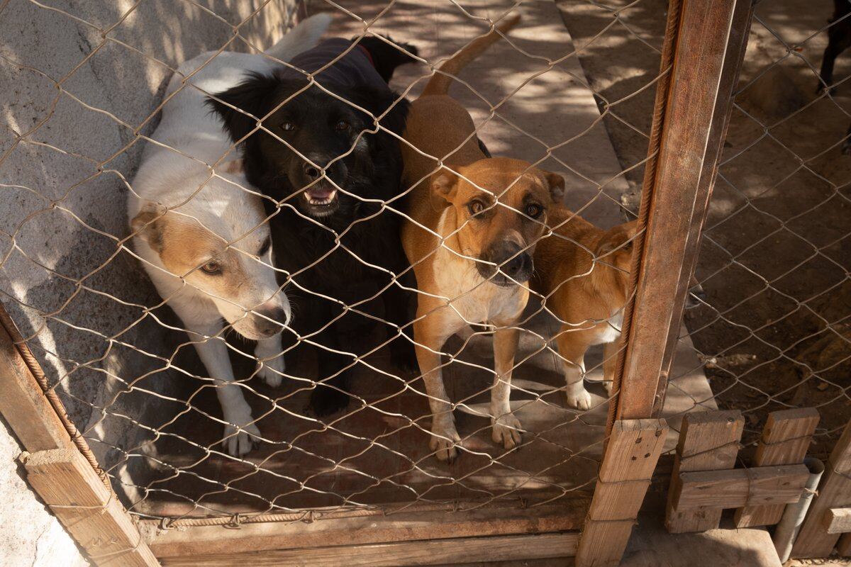 Una protectora de animales de Maipú realizará una convocatoria para liberar a mascotas en cautiverio