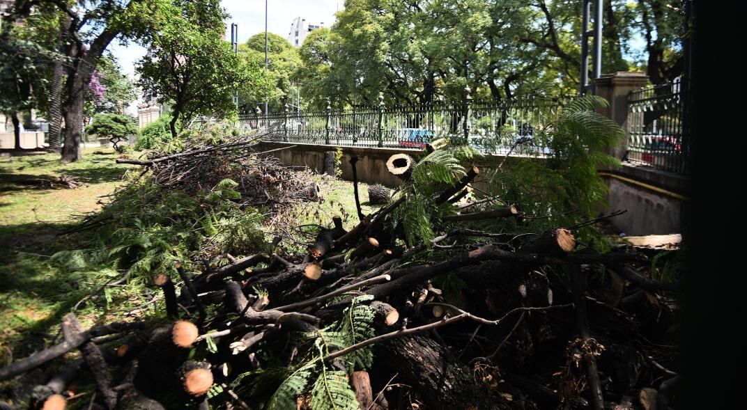 Polémica por la poda de árboles en el colegio Alejandro Carbó (Pedro Castillo)