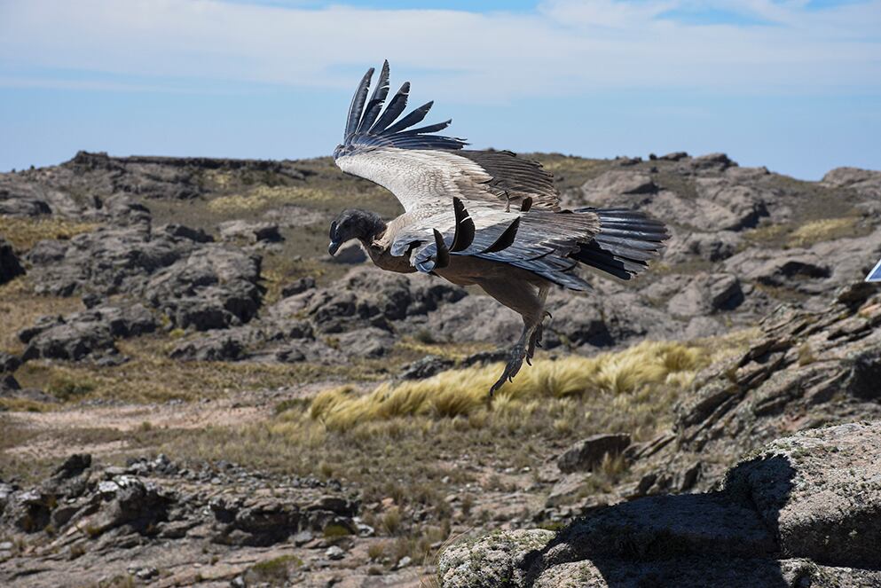 Liberan al Condor restacado por Policía Ambiental en Parque Nacional Quebrada del Condorito