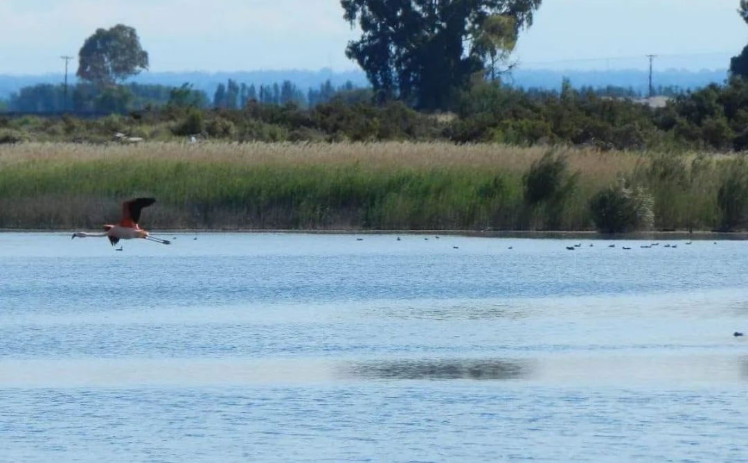 La Asamblea Maipucina por el Agua denunció venta ilegal de lotes en la Laguna La Paloma de Maipú.