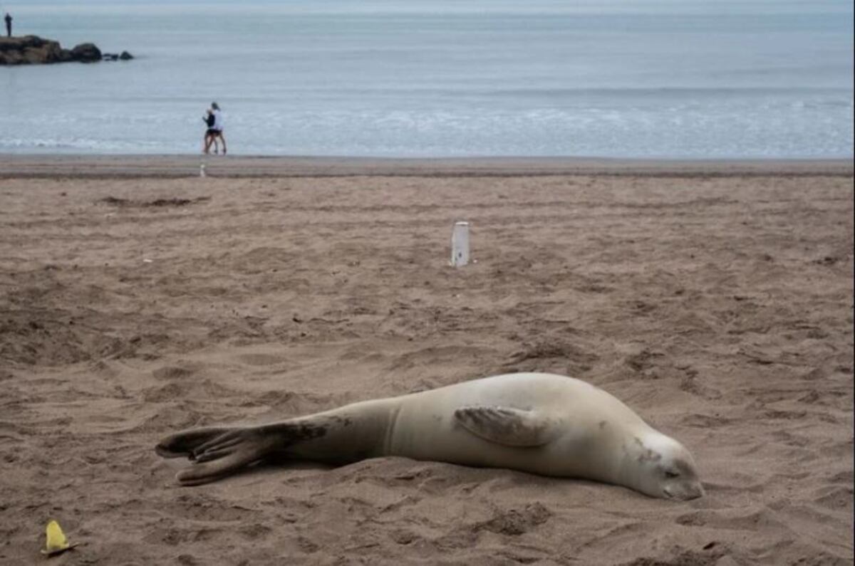 Investigan un ataque con palos a una foca cangrejera varada en Mar del Plata