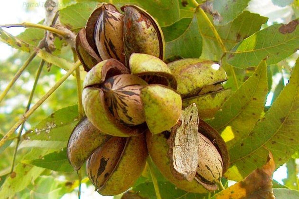 Nueces pecan