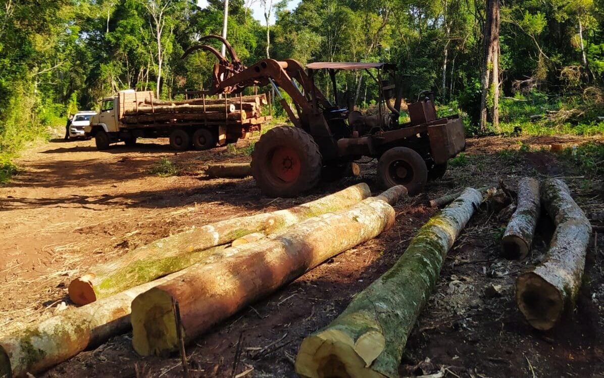 Guardabosques decomisaron madera nativa en Colonia Delicia