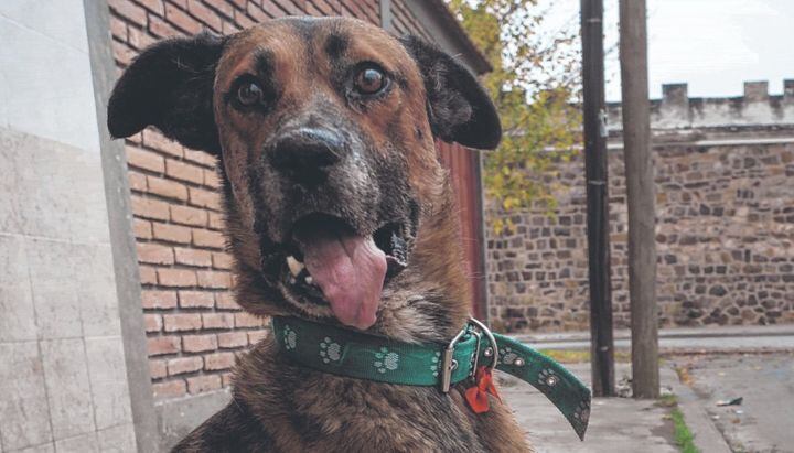 Dardo, el perro callejero, falleció este lunes.