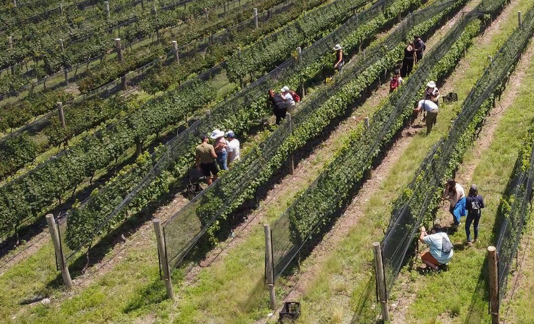 El viñedo se ubica en San Pedro Norte.