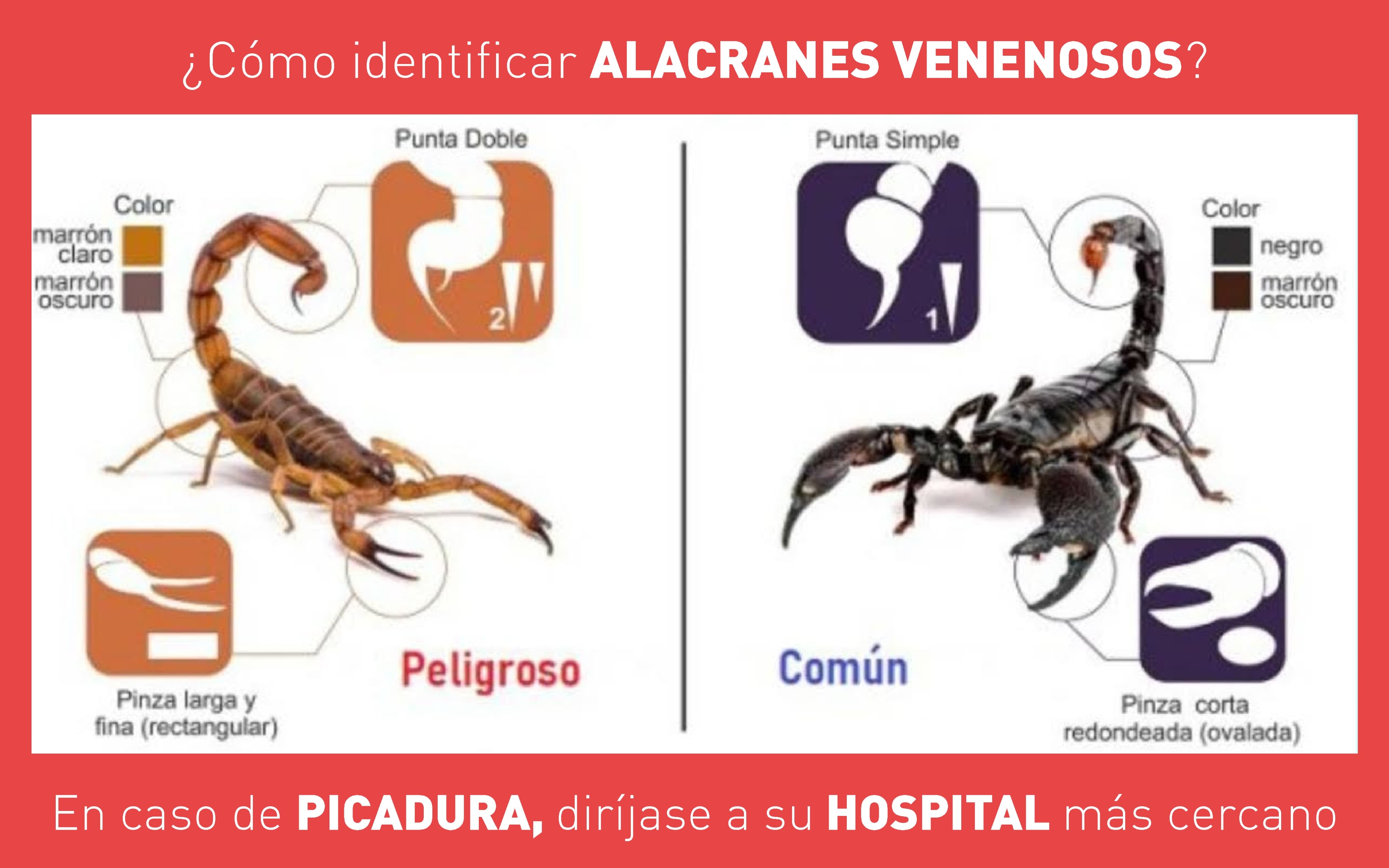 diferencia entre alacranes o escorpiones