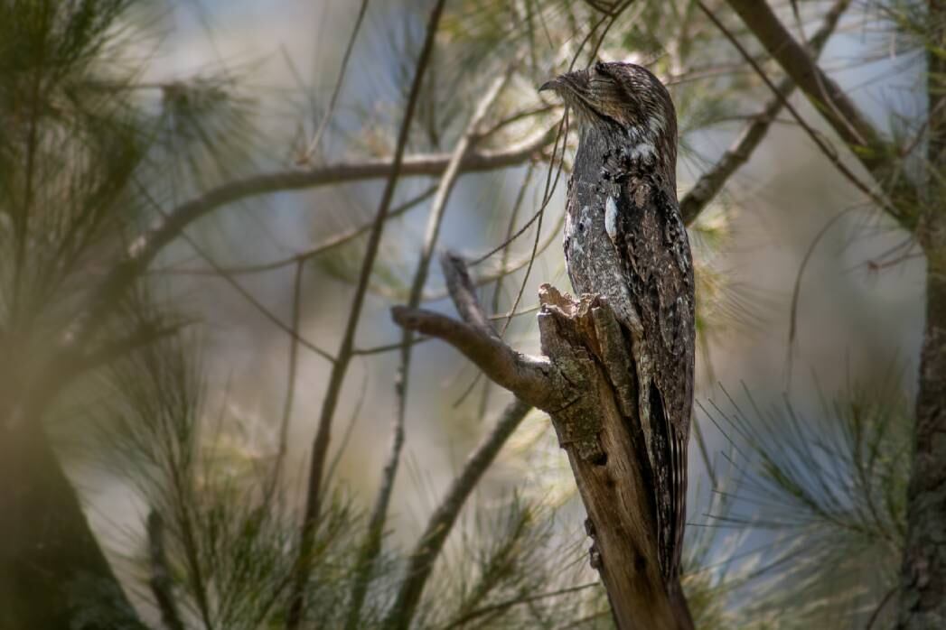 Un ejemplar de urutaú en Villa María (Foto: gentileza Guillermo Galliano)