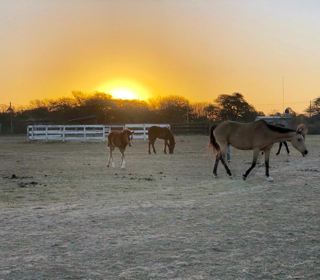 El Soñado, el haras de Córdoba que tiene a los "caballos más lindos del mundo".