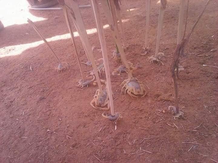 Fuertes tormentas en la provincia de Aswan, Egipto, provocaron una inesperada invasión de escorpiones.