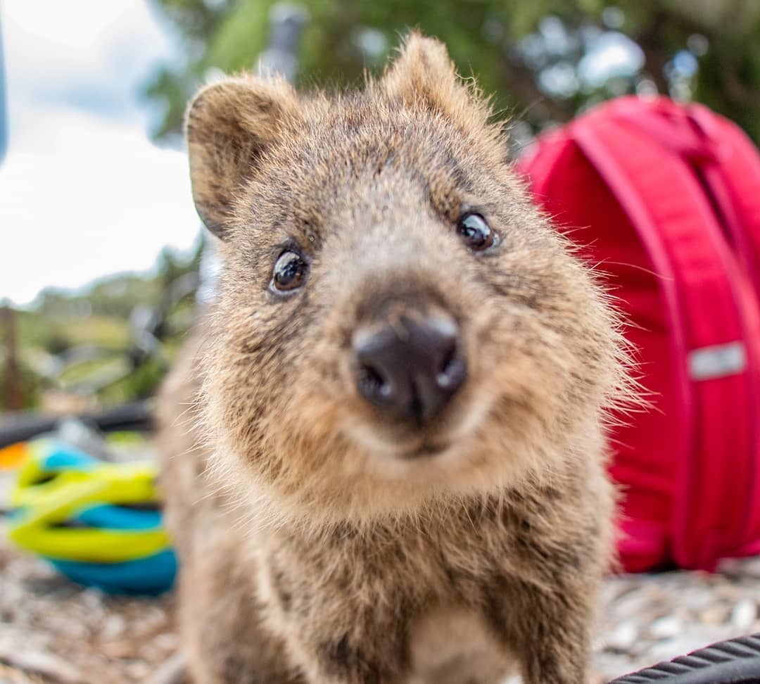 En Internet existen comunidades dedicadas enteramente a compartir fotos de estos tiernos animalitos. (Instagram/@cambojones2020)