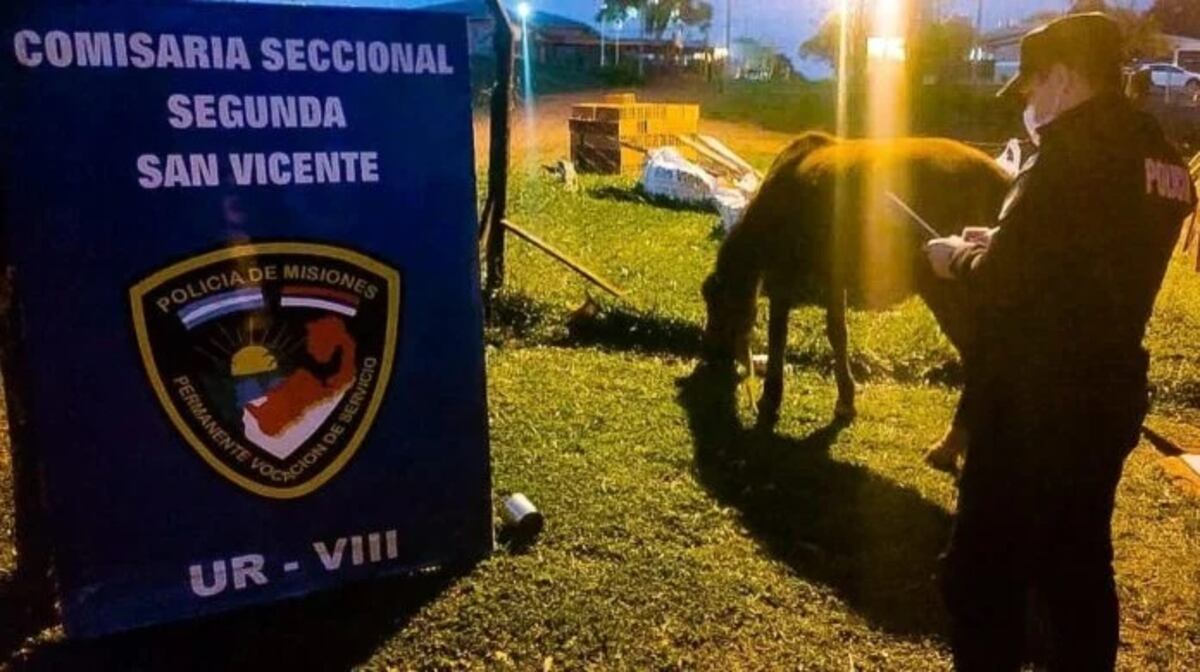 Hallaron al caballo que fue robado el mes pasado en San Vicente