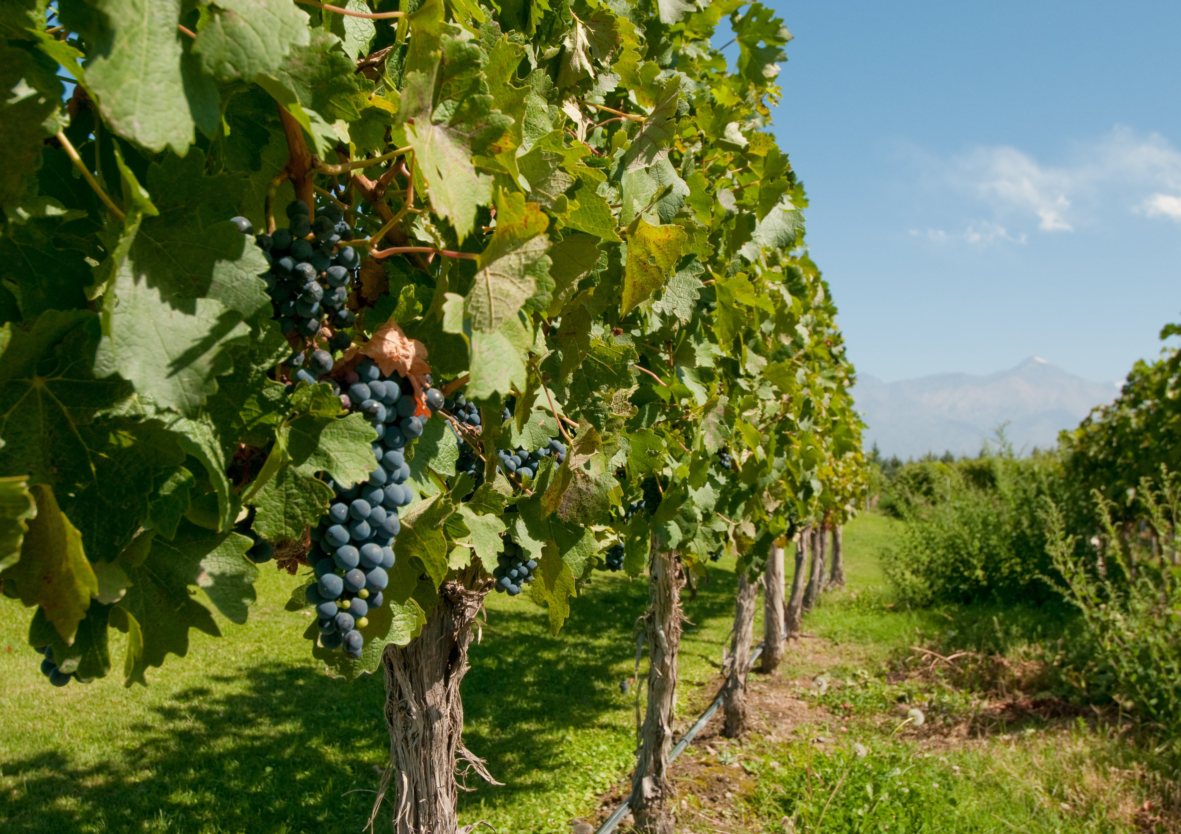 El vino en Mendoza.