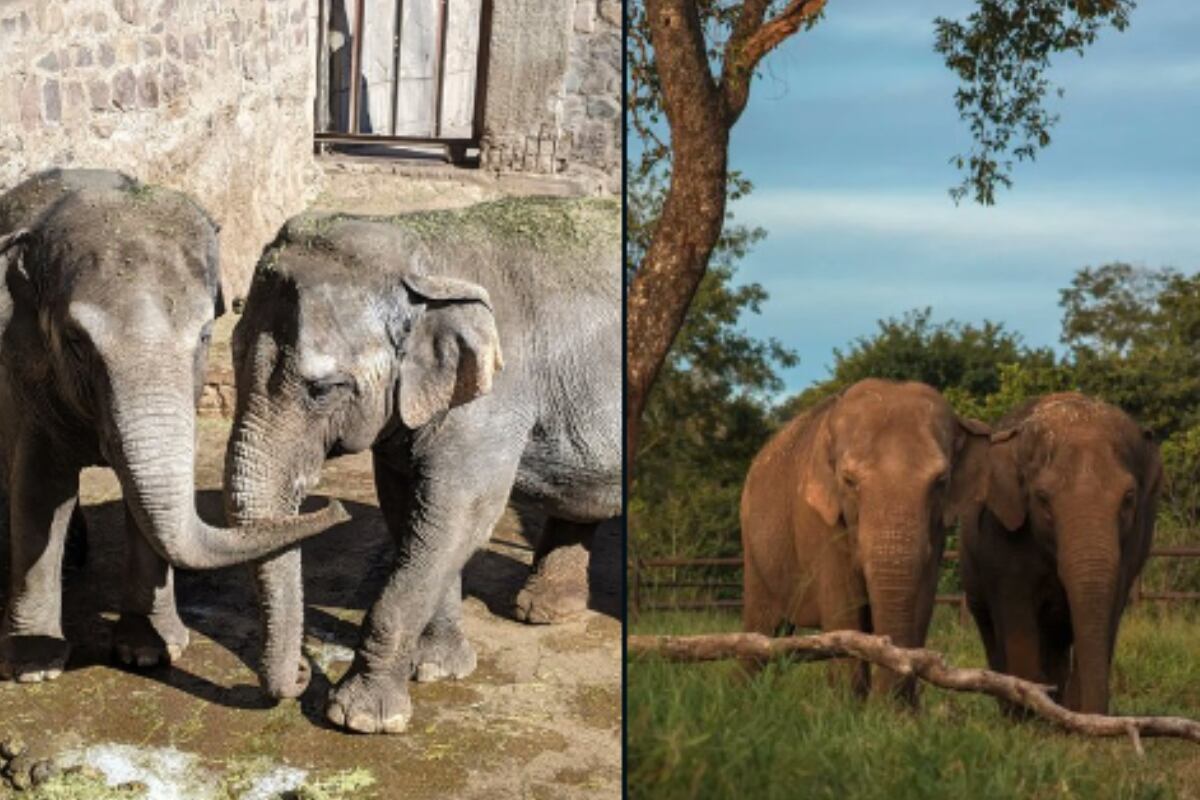 ¡Parecen otras! Fotos y videos del notable cambio de Pocha y Guillermina, tras un mes en el Santuario. Foto: Twitter @GlobalElephants