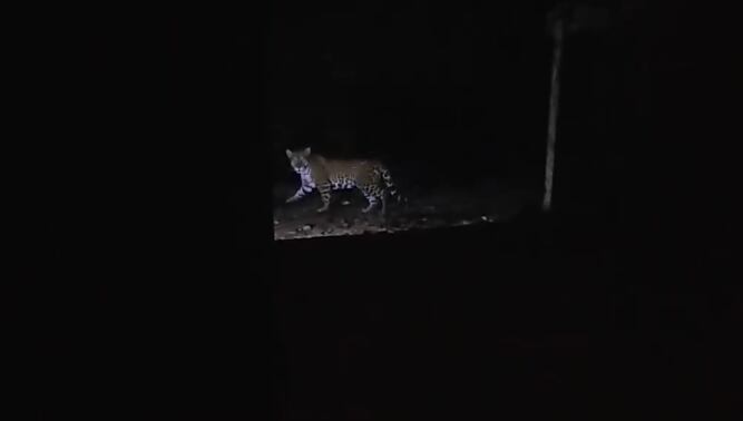 En el paseo de luna llena, un ejemplar de yaguareté fue avistado en el Parque Nacional Iguazú.