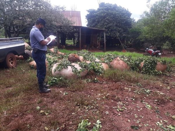 Yerba mate robada, fue encontrada por la Policía de Misiones