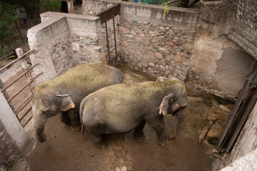 ¡Parecen otras! Fotos y videos del notable cambio de Pocha y Guillermina, tras un mes en el Santuario