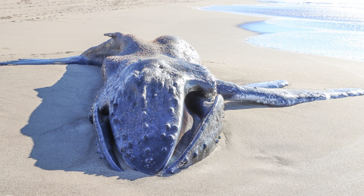 Encontraron muerta a una ballena jorobada en una playa de Mar del Plata