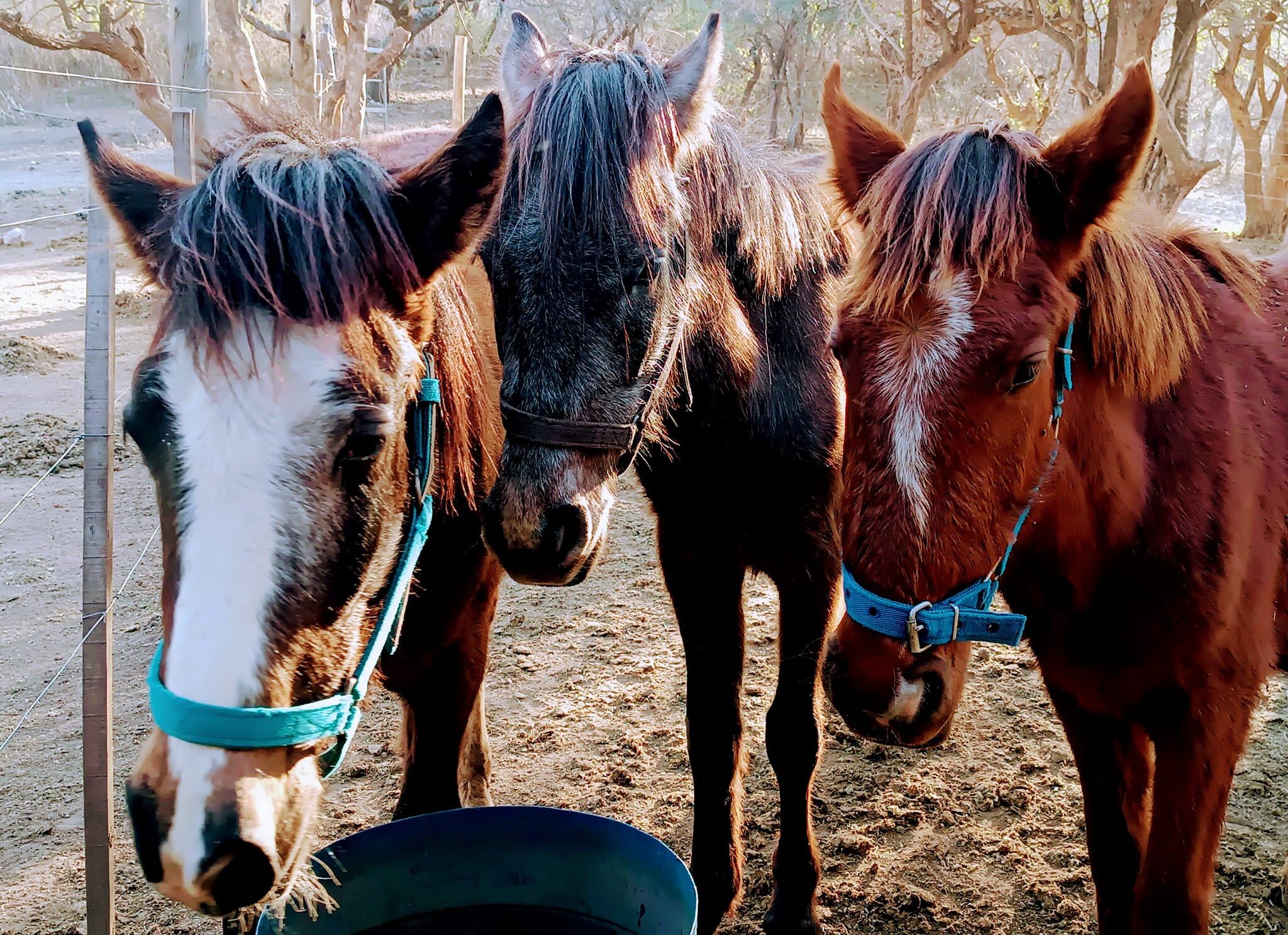 Animales en el refugio de Río Ceballos.