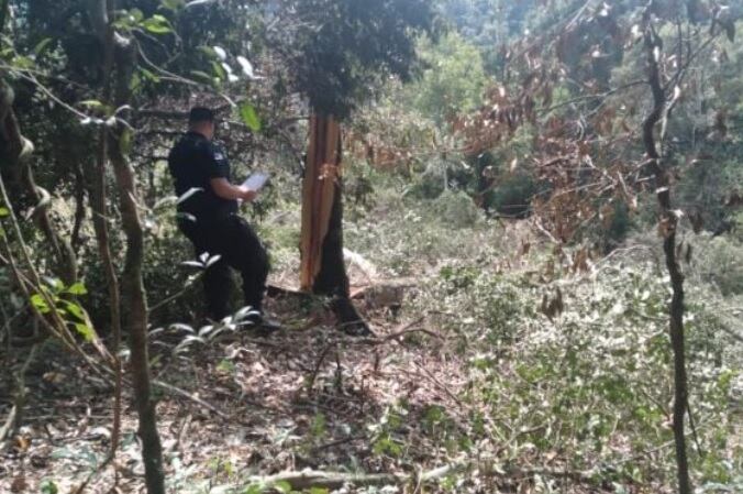 Accidente laboral en San Vicente: cortaba un árbol y falleció aplastado por una rama.