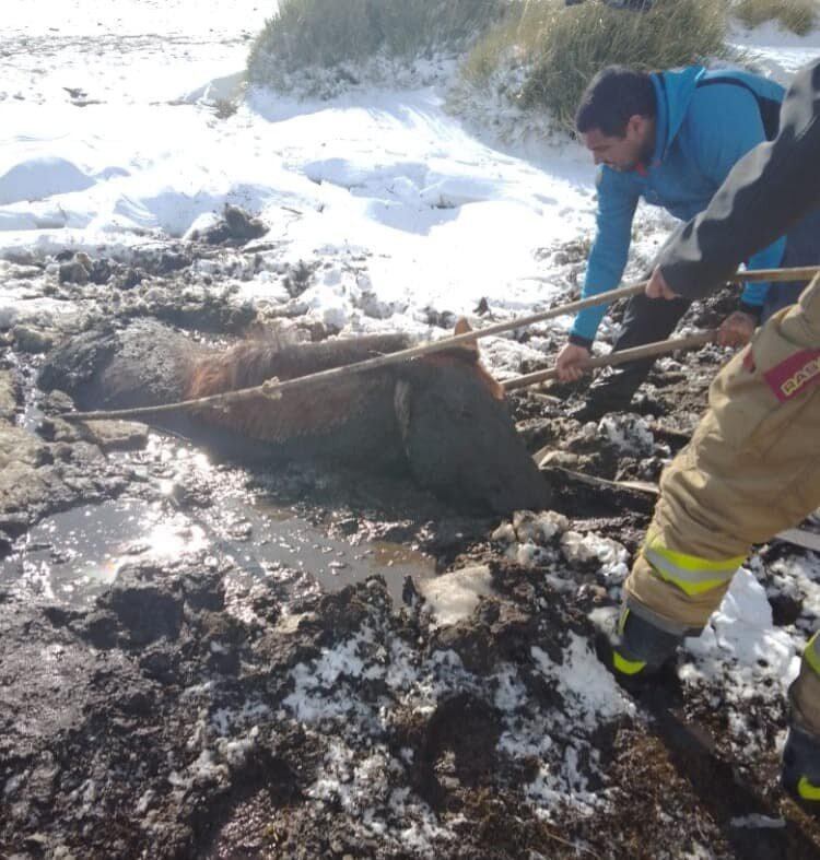 El rescate del caballo fue realizado con sogas.