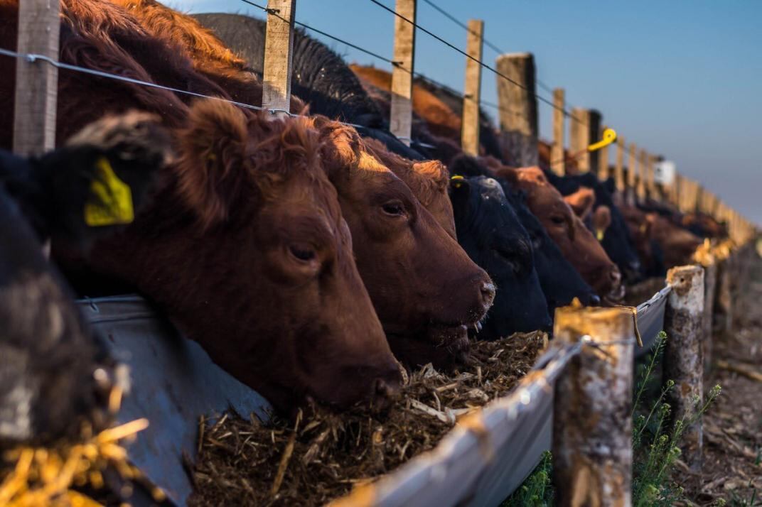 En base a los tipos de animales y su genética hoy en día se puede hacer un cálculo mas certero en la cantidad de alimento que necesitan a diarios para conseguir el aumento correcto en el tamaño y no tener desperdicio en alimento.