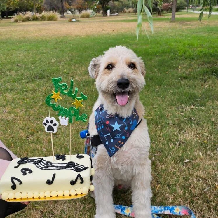 Uno de los festejos más inusuales fue un cumpleaños con 30 mascotas invitadas, en un bar pet friendly.