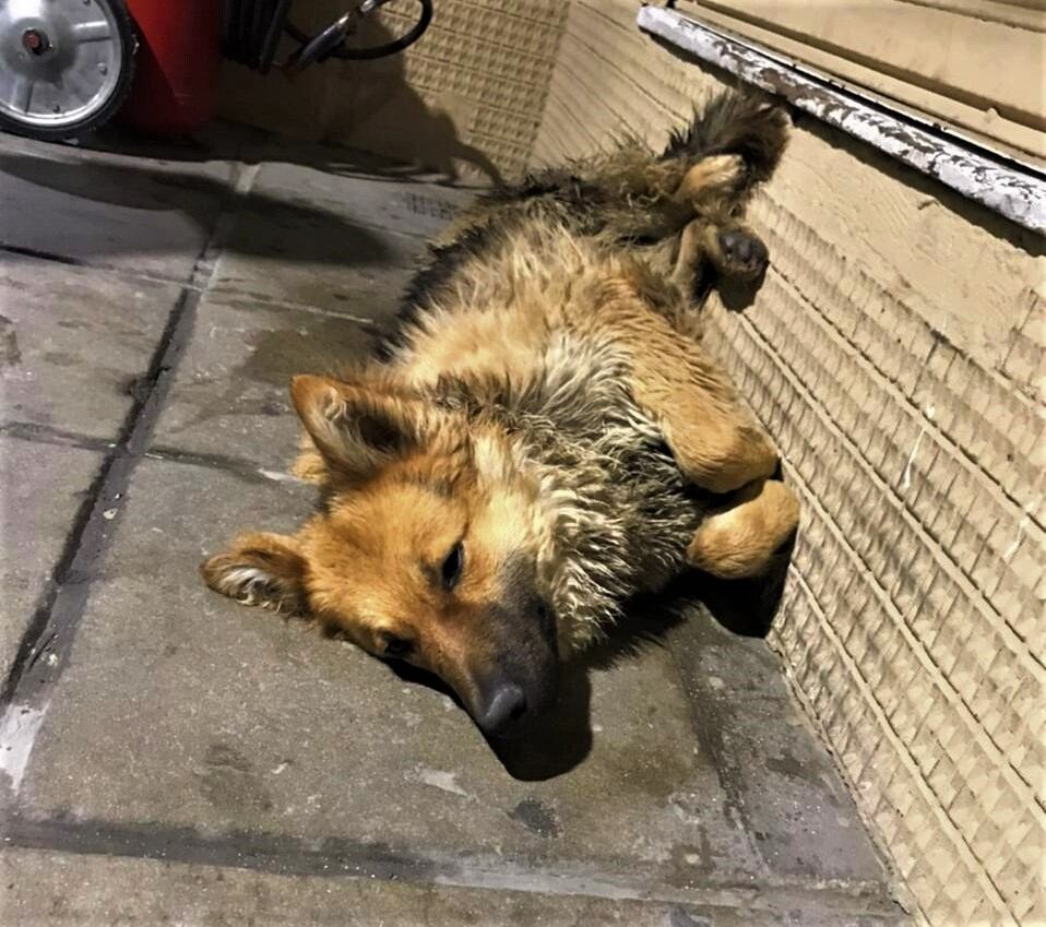 Los perros callejeros son los más afectados por las fuertes lluvias en Comodoro.