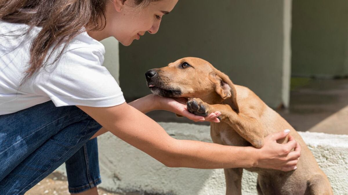 Día del animal en Córdoba: proponen multar a quienes les cortan las orejas y la cola a perros y gatos