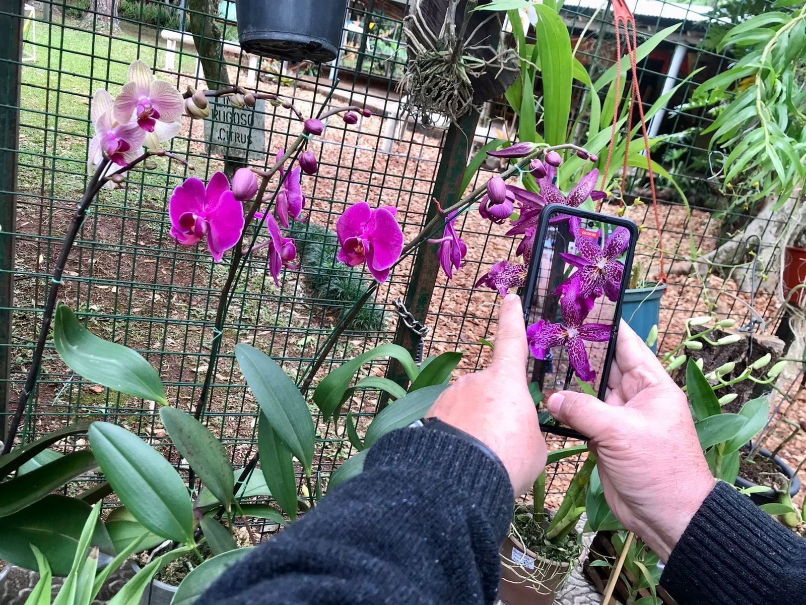 Exitosa Fiesta Nacional de la Orquídea y Provincial de la Flor en Montecarlo.