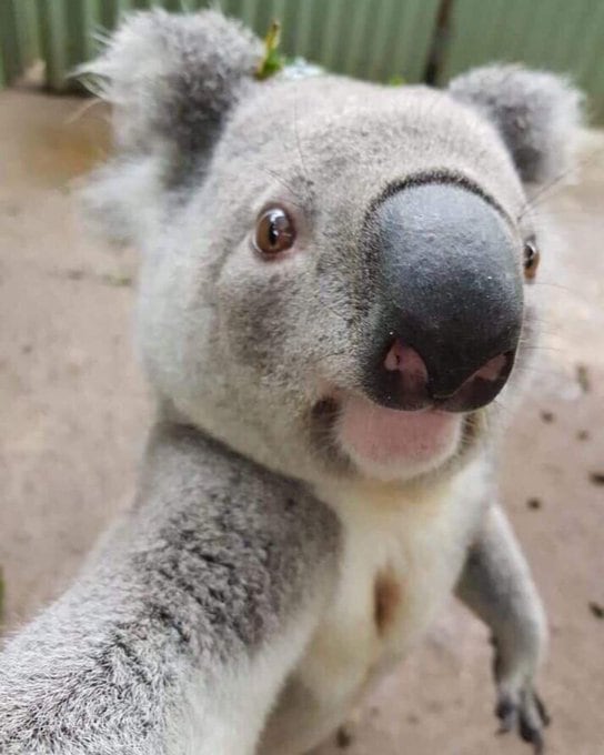 Las mejores selfies de animales. (Foto: Twitter)