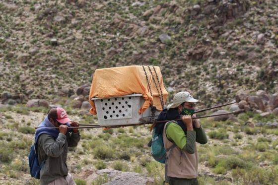 Rescataron a un cóndor que no podía volar en un paraje de Salta