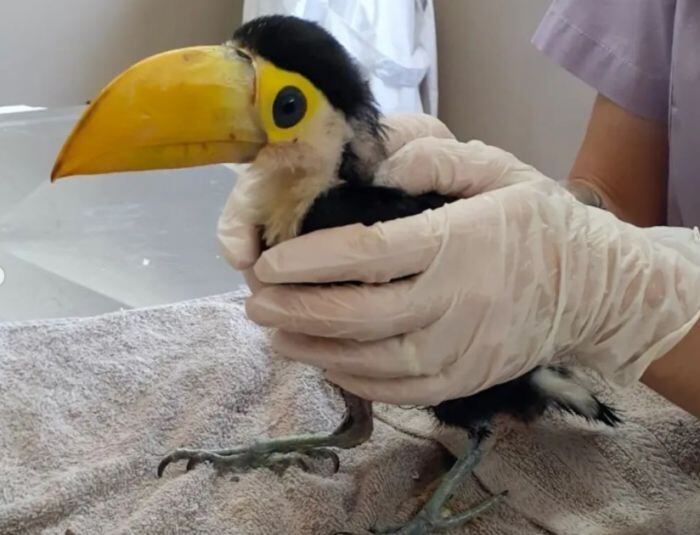 Salvan a un pequeño tucán de los incendios en Corrientes.