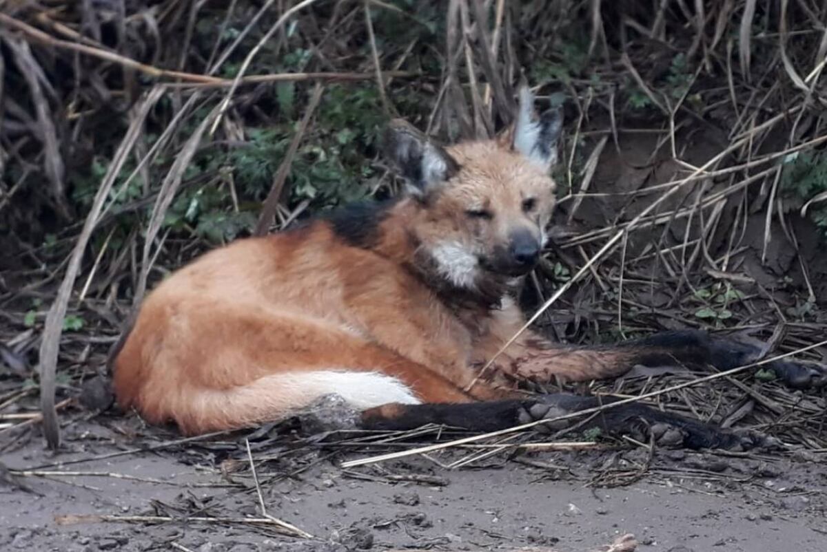 El aguará guazú encontrado en Río Ceballos tiene varias complicaciones de salud