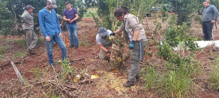 Realizaron jornada de capacitación sobre plantación y cosecha de yerba mate.