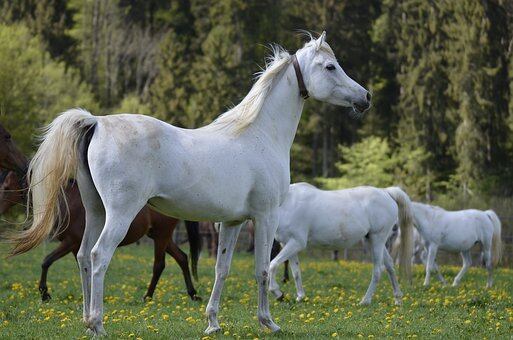 Madrina de caballo árabe