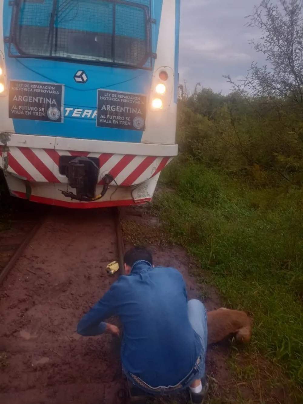 Encadenaron a un perro a las vías del tren en Chaco y los maquinistas debieron frenar para rescatarlo.