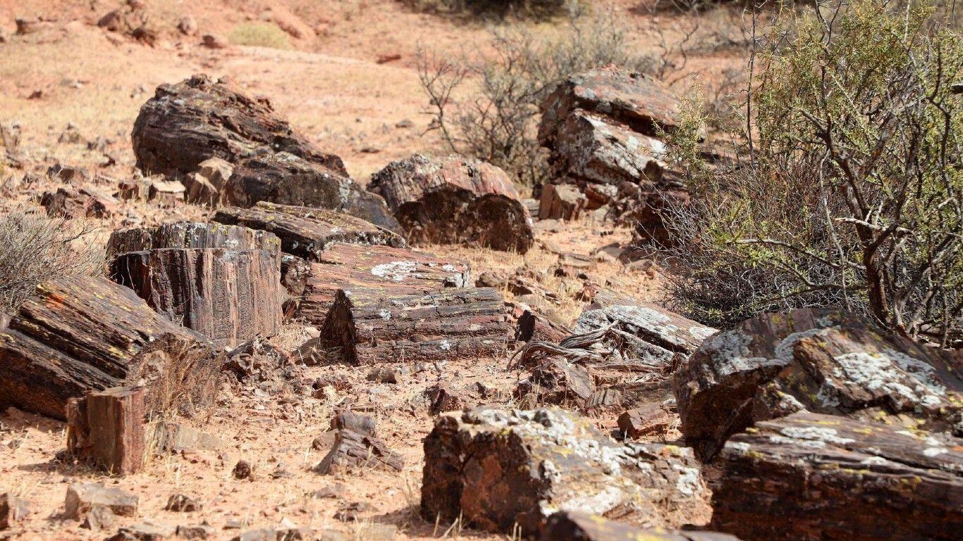 El bosque El Sauce va a potenciar el turismo en la localidad.