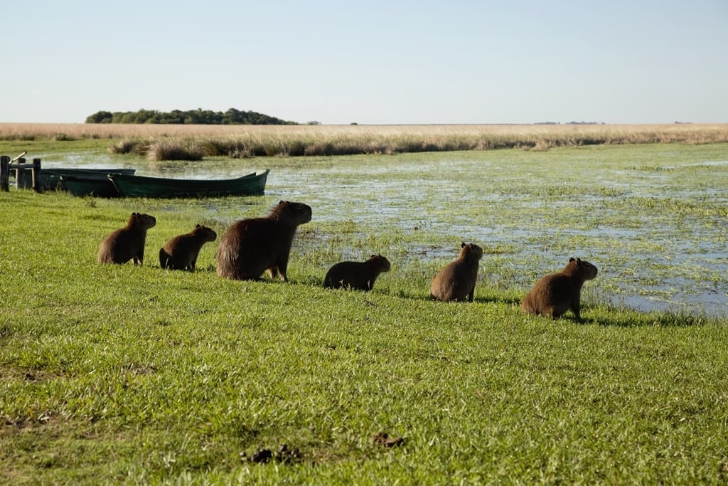 Polémica por la autorización de la caza de carpinchos en Corrientes (@TurismoCtess).