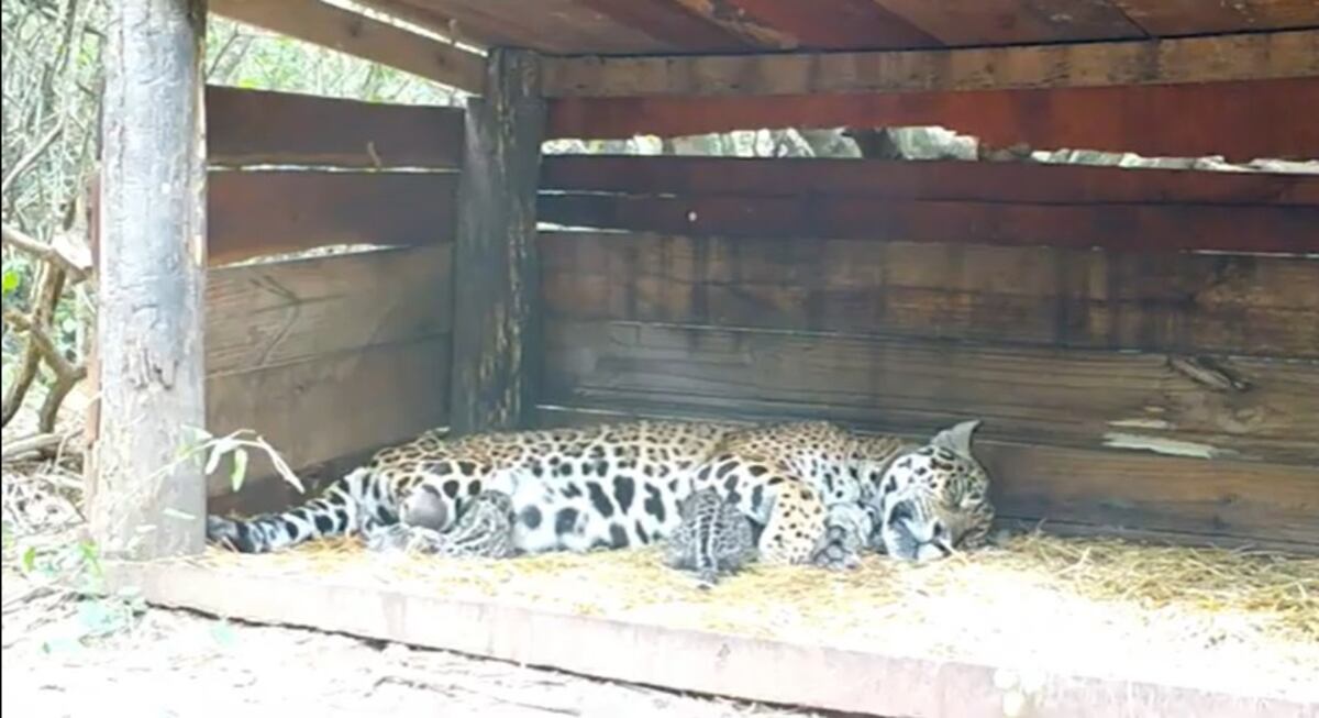 Hecho histórico en Chaco: nacieron dos yaguaretes en el Parque Nacional El Impenetrable