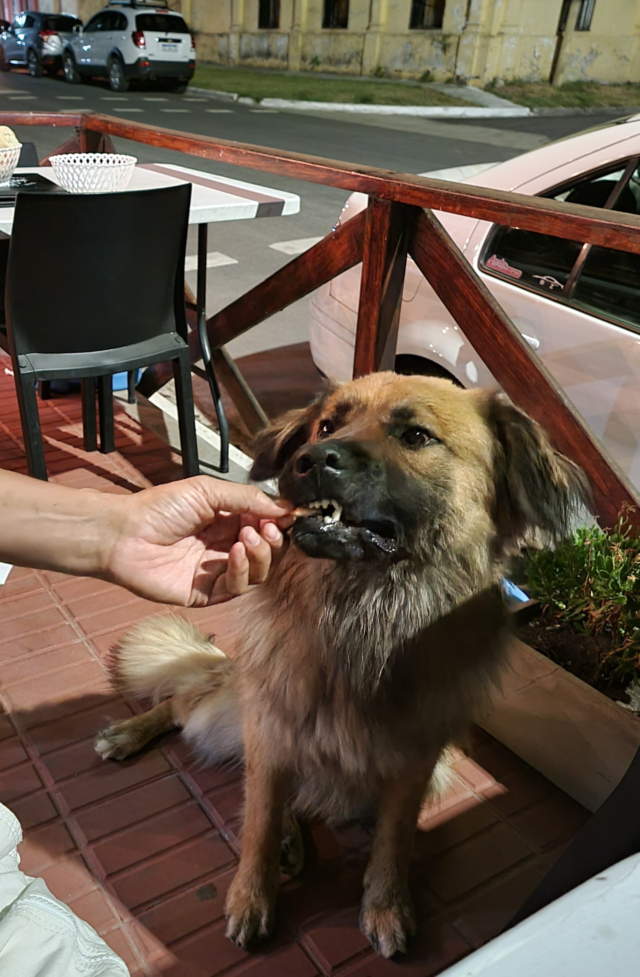 Evitar el golpe de calor en los animales.